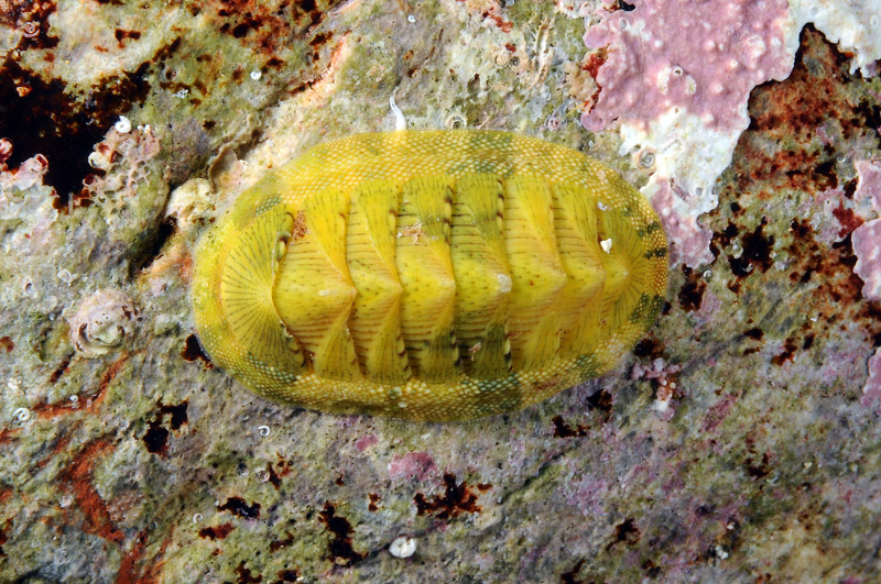 Differenti colorazioni di Chiton olivaceus - Minorca